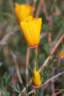 California Poppy