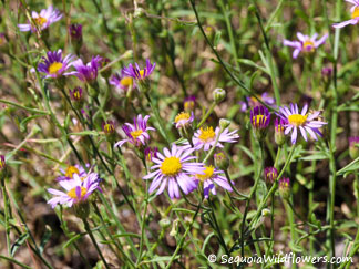 Long-leaved Aster