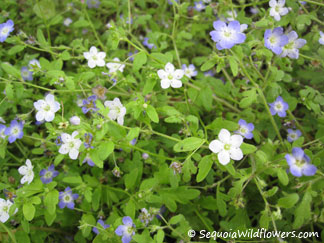 Small Baby Blue-eyes