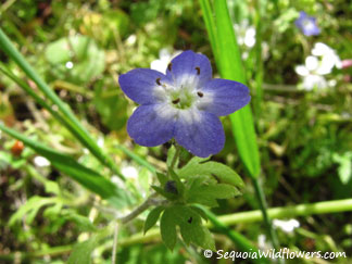 Small Baby Blue-eyes