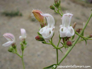 Beardtongue, Bush