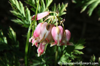 Bleeding Hearts