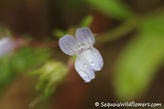 Child's Blue-Eyed Mary