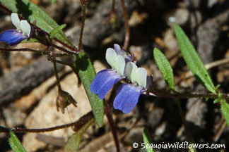 Torrey's Blue-Eyed Mary