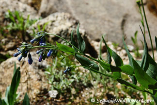 Mountain Bluebells