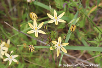 Golden Brodiaea