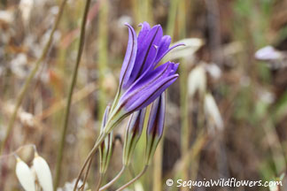 Harvest Brodiaea