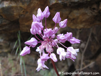 Twining Brodiaea