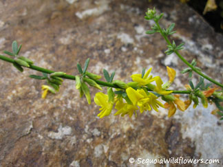 California Broom