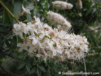 California Buckeye