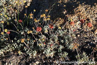 Hoary Buckwheat