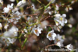 Redding's Spurry Buckwheat