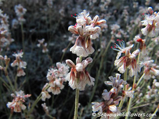 Wright's Buckwheat