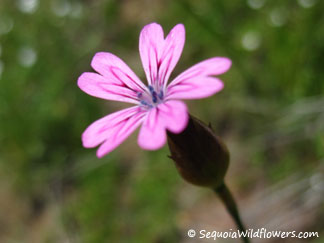 Wild Carnation