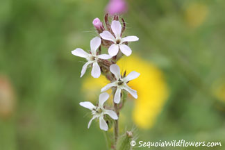 Common Catchfly