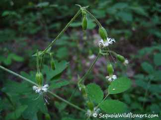 Lemmon's Catchfly