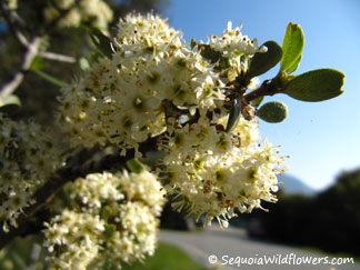 Buck Brush Ceanothus