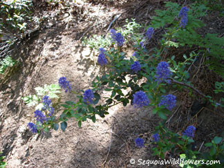 Littleleaf Ceanothus