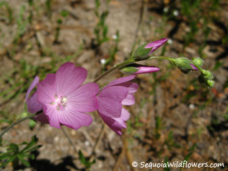 Checker Bloom