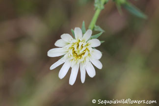 California Chicory