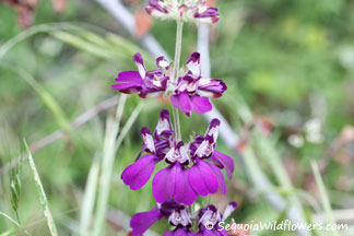 Purple Chinese Houses