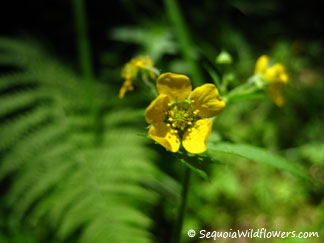 Sticky Cinquefoil