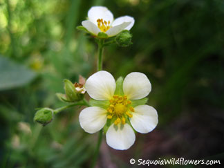 Sticky Cinquefoil