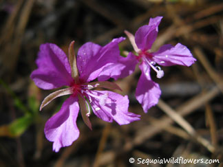 Diamond Clarkia