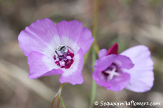 Dudley's Clarkia