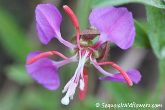 Elegant Clarkia