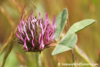 Red Clover