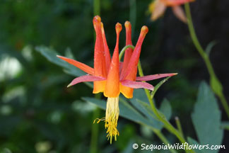 Crimson Columbine