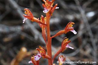 Spotted Coralroot