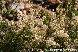 Small-leaved Cream Bush