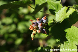 Sierra Currant