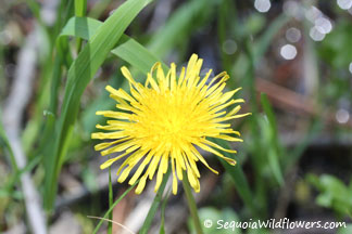 Common Dandelion