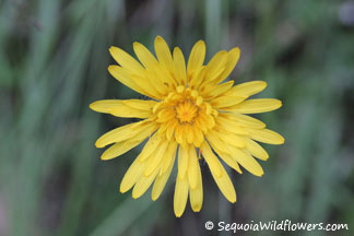 Mountain Dandelion