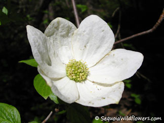 Mountain Dogwood