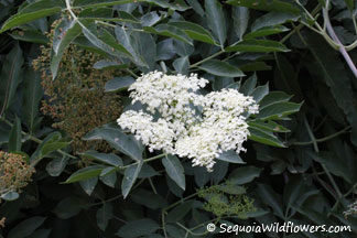 Blue Elderberry