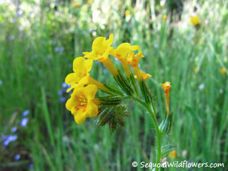 Common Fiddleneck