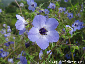 Fiesta Flower