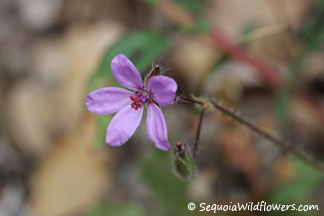 Red-stemmed Filaree