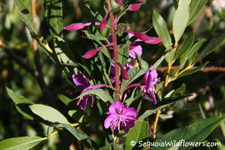 Fireweed