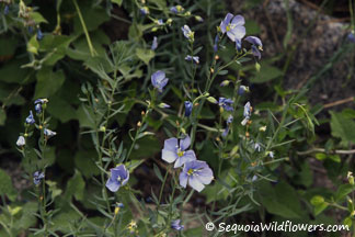 Western Blue Flax