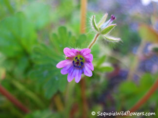 Dove's-foot Geranium