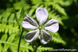 Richardson's Geranium