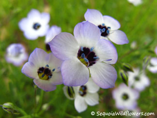 Bird's-eye Gilia