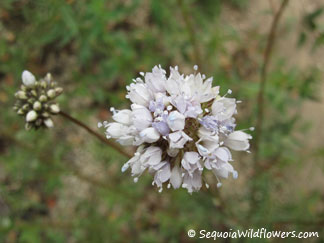 Globe Gilia