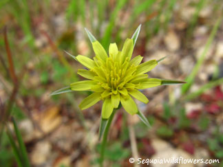 Goat's Beard