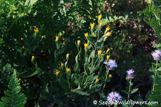 Goldenaster